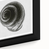 Minimalist Shell Close-Up – Black & White Fine Art Photography Print