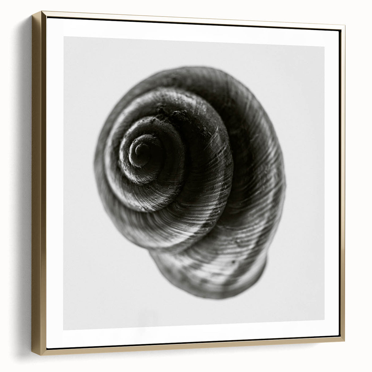 Minimalist Shell Close-Up – Black & White Fine Art Photography Print