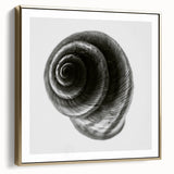 Minimalist Shell Close-Up – Black & White Fine Art Photography Print