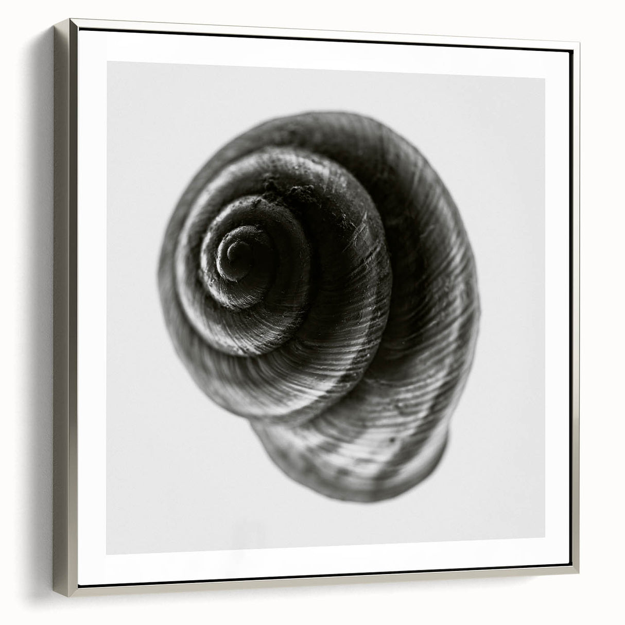 Minimalist Shell Close-Up – Black & White Fine Art Photography Print