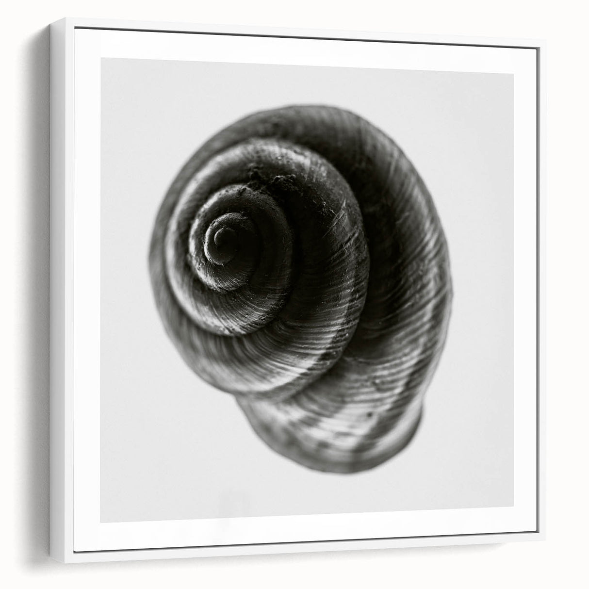 Minimalist Shell Close-Up – Black & White Fine Art Photography Print