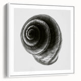 Minimalist Shell Close-Up – Black & White Fine Art Photography Print