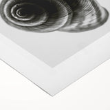 Minimalist Shell Close-Up – Black & White Fine Art Photography Print