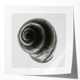 Minimalist Shell Close-Up – Black & White Fine Art Photography Print