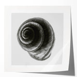 Minimalist Shell Close-Up – Black & White Fine Art Photography Print