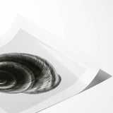 Minimalist Shell Close-Up – Black & White Fine Art Photography Print