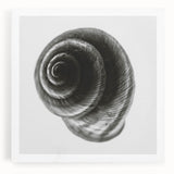 Minimalist Shell Close-Up – Black & White Fine Art Photography Print