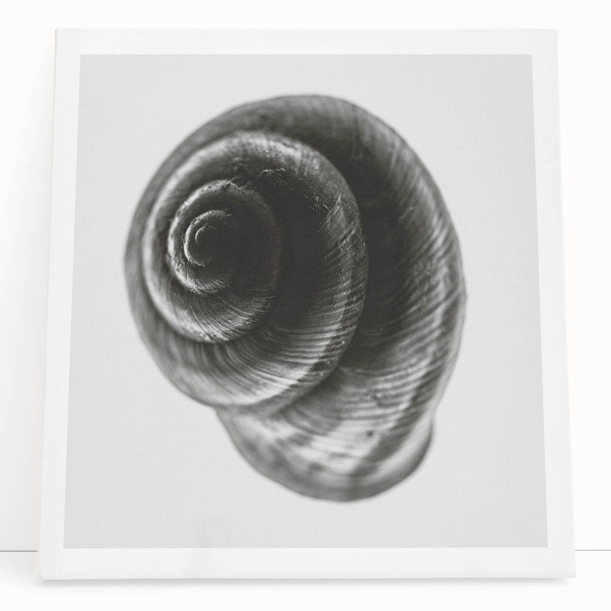 Minimalist Shell Close-Up – Black & White Fine Art Photography Print