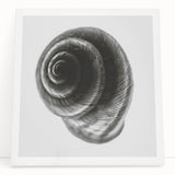 Minimalist Shell Close-Up – Black & White Fine Art Photography Print