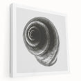 Minimalist Shell Close-Up – Black & White Fine Art Photography Print