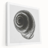 Minimalist Shell Close-Up – Black & White Fine Art Photography Print