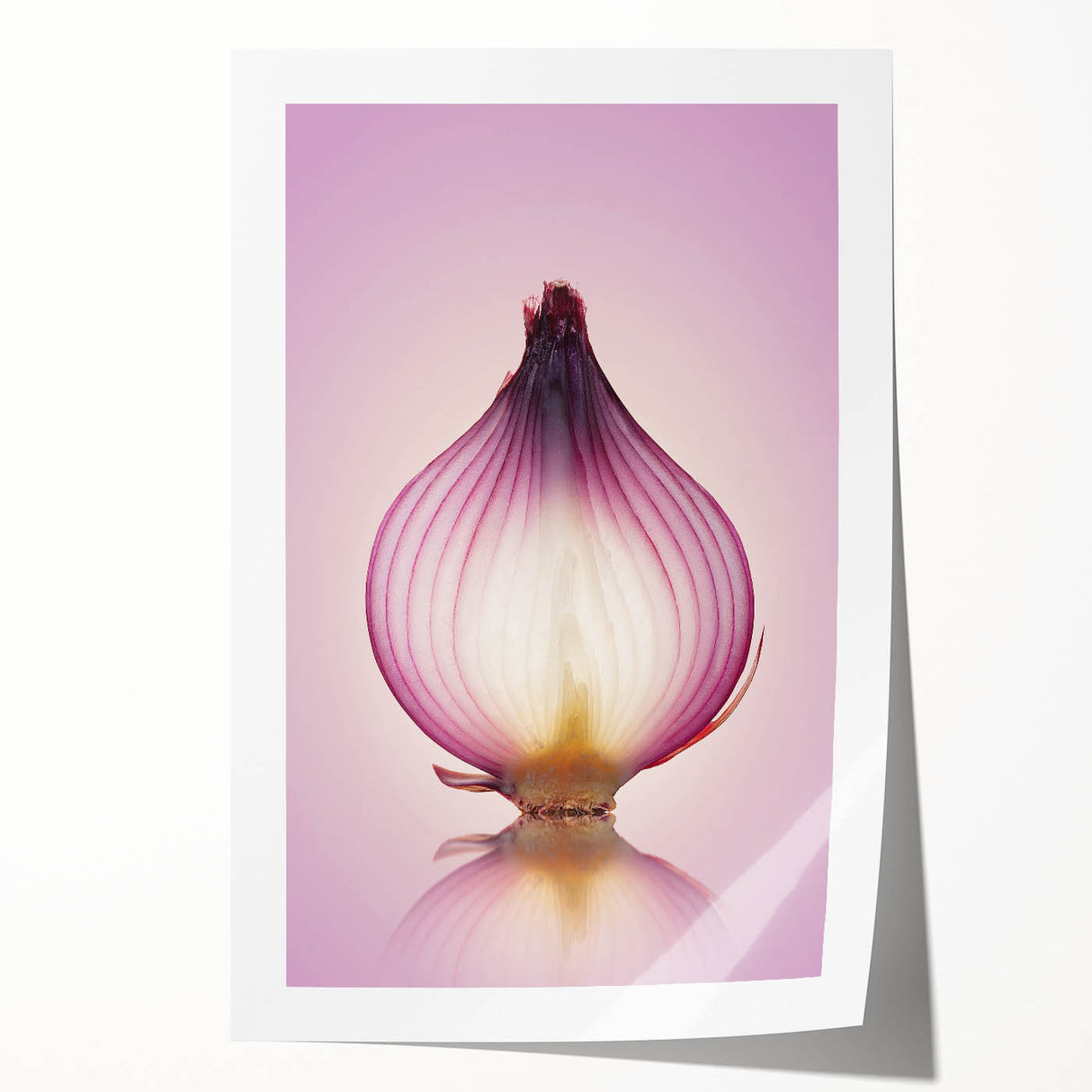 Translucent Red Onion – Fine Art Kitchen Photography Print