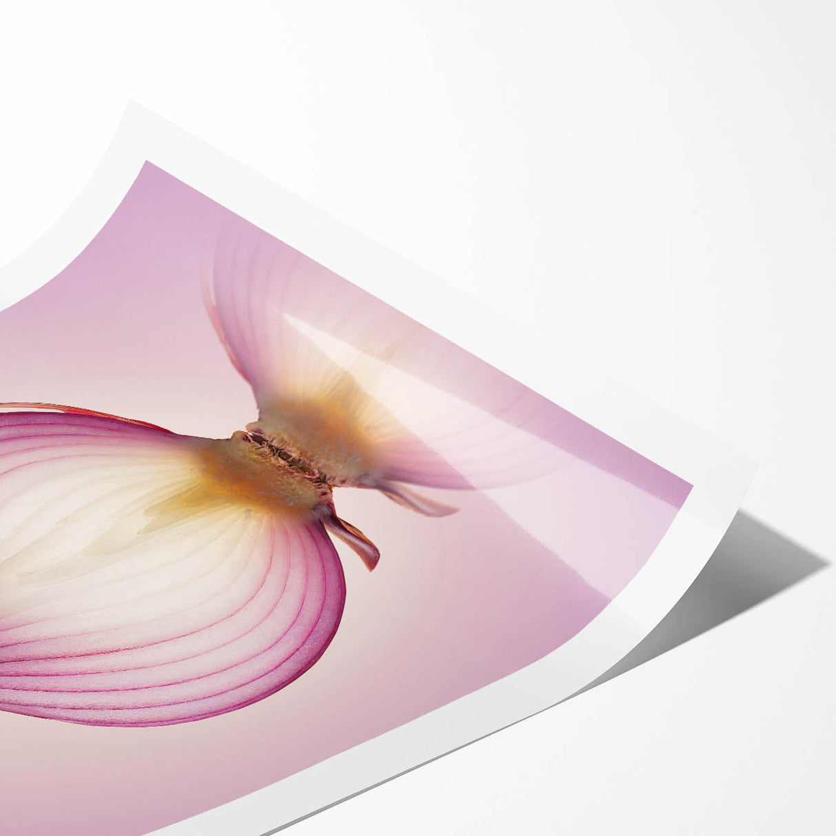 Translucent Red Onion – Fine Art Kitchen Photography Print