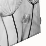 Ethereal Dandelion Seeds – Black & White Fine Art Photography