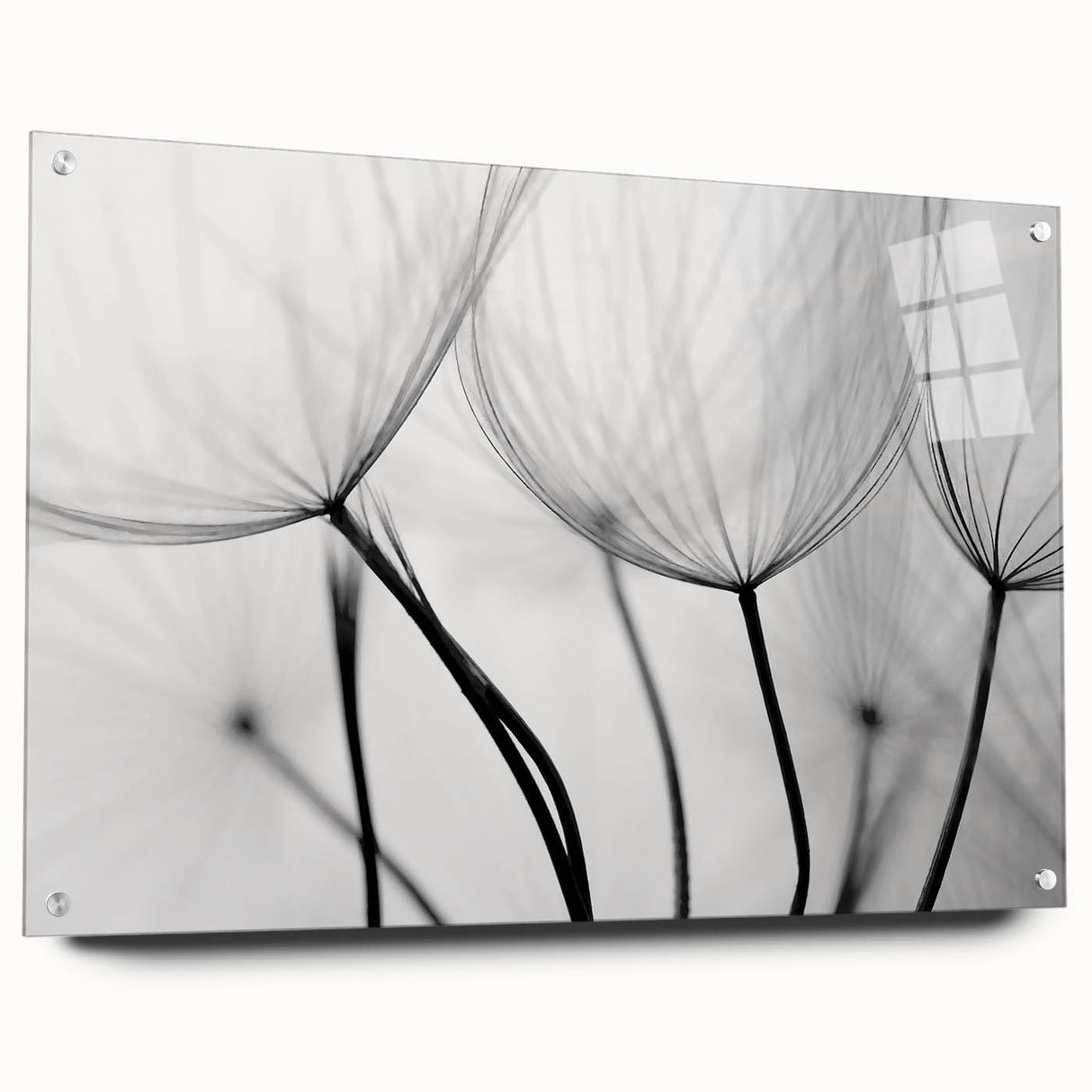 Ethereal Dandelion Seeds – Black & White Fine Art Photography