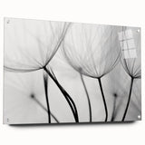 Ethereal Dandelion Seeds – Black & White Fine Art Photography
