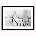 Ethereal Dandelion Seeds – Black & White Fine Art Photography