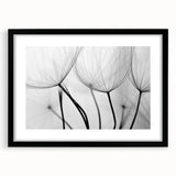 Ethereal Dandelion Seeds – Black & White Fine Art Photography