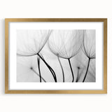 Ethereal Dandelion Seeds – Black & White Fine Art Photography