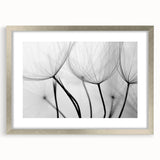 Ethereal Dandelion Seeds – Black & White Fine Art Photography