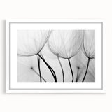 Ethereal Dandelion Seeds – Black & White Fine Art Photography