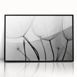 Ethereal Dandelion Seeds – Black & White Fine Art Photography