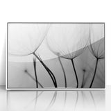 Ethereal Dandelion Seeds – Black & White Fine Art Photography