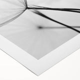 Ethereal Dandelion Seeds – Black & White Fine Art Photography