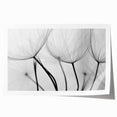 Ethereal Dandelion Seeds – Black & White Fine Art Photography
