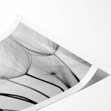 Ethereal Dandelion Seeds – Black & White Fine Art Photography