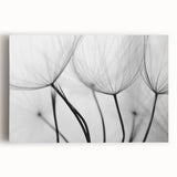 Ethereal Dandelion Seeds – Black & White Fine Art Photography