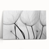 Ethereal Dandelion Seeds – Black & White Fine Art Photography