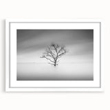 Solitary Tree in Water - Fine Art Photography Acrylic Prints