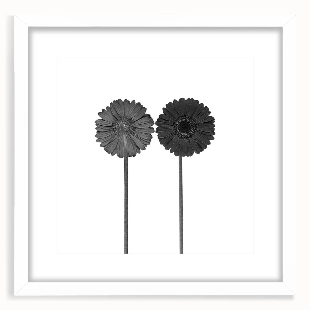 Floral Symmetry - Fine Art Photography Framed Prints