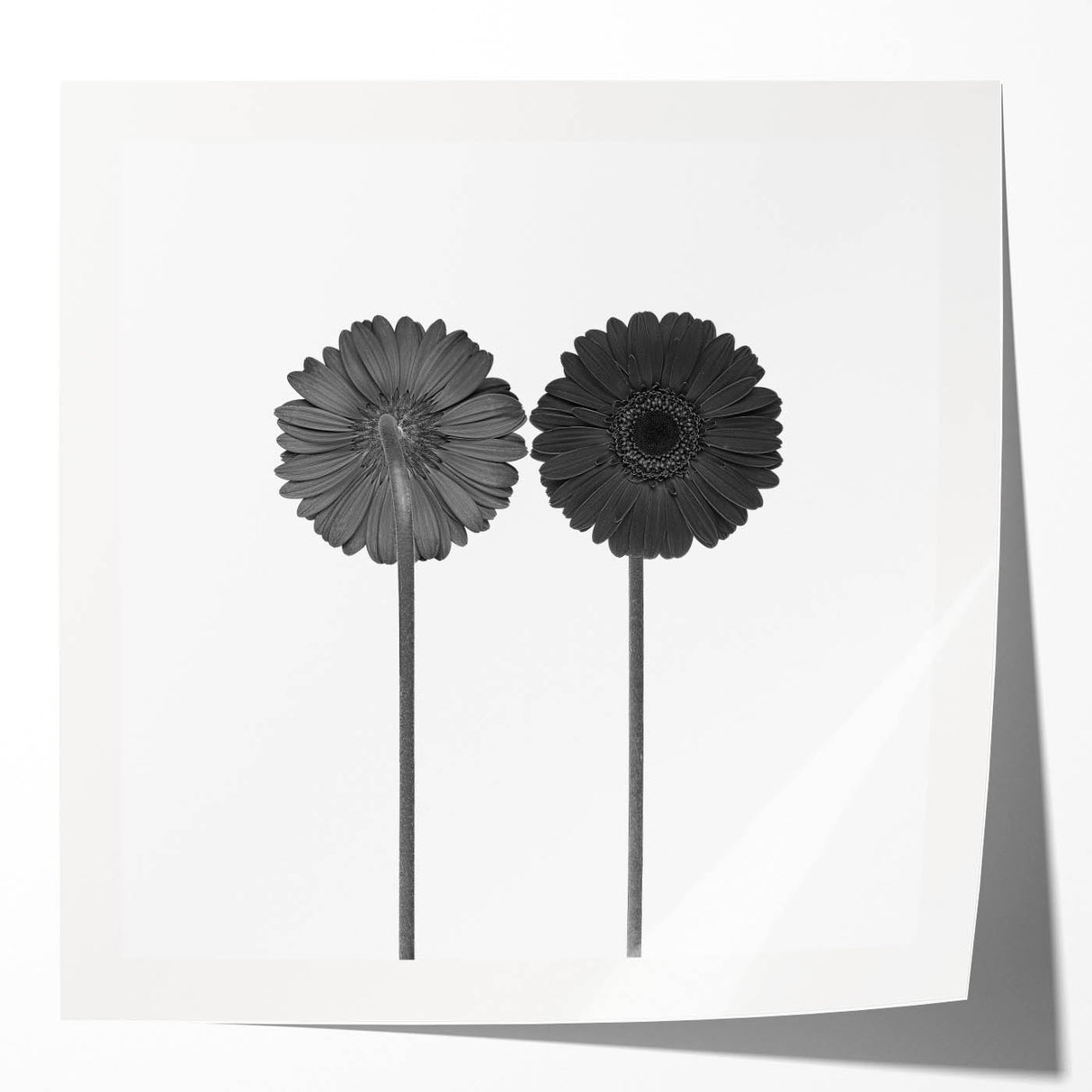Floral Symmetry - Fine Art Photography Framed Prints