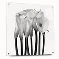 Calla Lilies Elegance - Fine Art Photography Canvas Prints