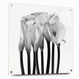 Calla Lilies Elegance - Fine Art Photography Canvas Prints
