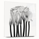 Calla Lilies Elegance - Fine Art Photography Canvas Prints