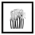 Calla Lilies Elegance - Fine Art Photography Canvas Prints