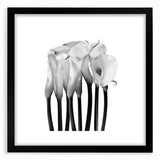 Calla Lilies Elegance - Fine Art Photography Canvas Prints