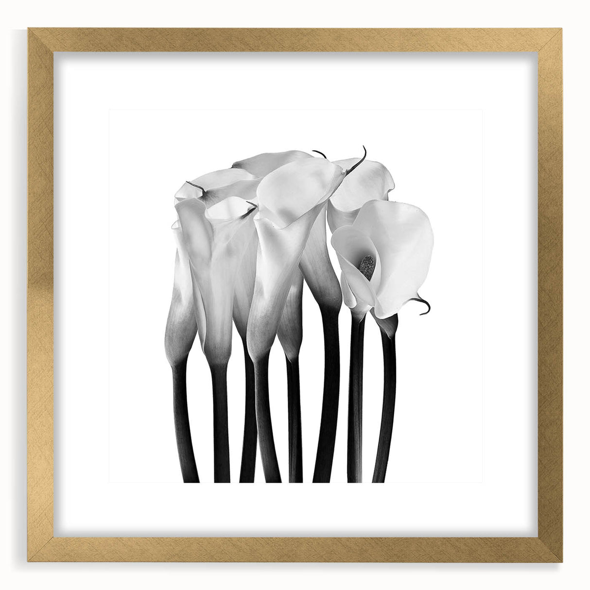 Calla Lilies Elegance - Fine Art Photography Canvas Prints
