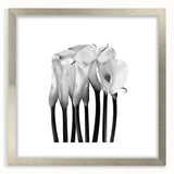 Calla Lilies Elegance - Fine Art Photography Canvas Prints