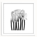 Calla Lilies Elegance - Fine Art Photography Canvas Prints