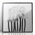 Calla Lilies Elegance - Fine Art Photography Canvas Prints
