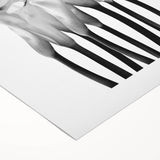 Calla Lilies Elegance - Fine Art Photography Canvas Prints