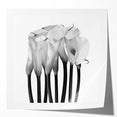 Calla Lilies Elegance - Fine Art Photography Canvas Prints
