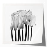 Calla Lilies Elegance - Fine Art Photography Canvas Prints