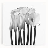 Calla Lilies Elegance - Fine Art Photography Canvas Prints