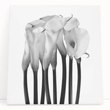 Calla Lilies Elegance - Fine Art Photography Canvas Prints