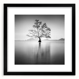 Solitary Tree Reflection - Fine Art Photography Framed Prints